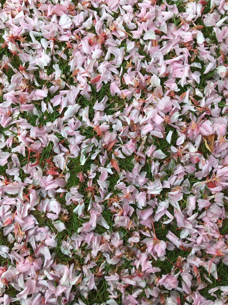 petals on grass