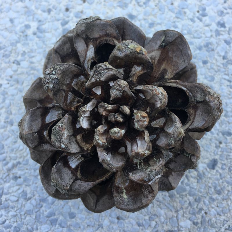 pine cone
