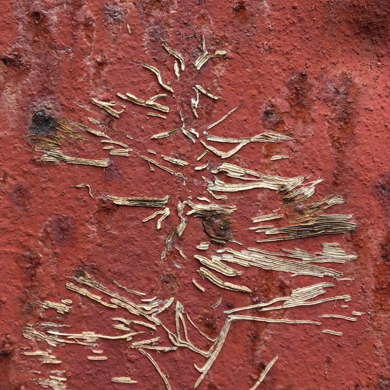 remains of a climbing plant on a metal tank