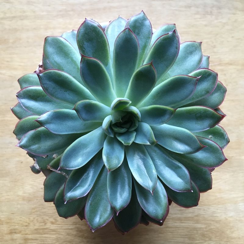 a succulent from above