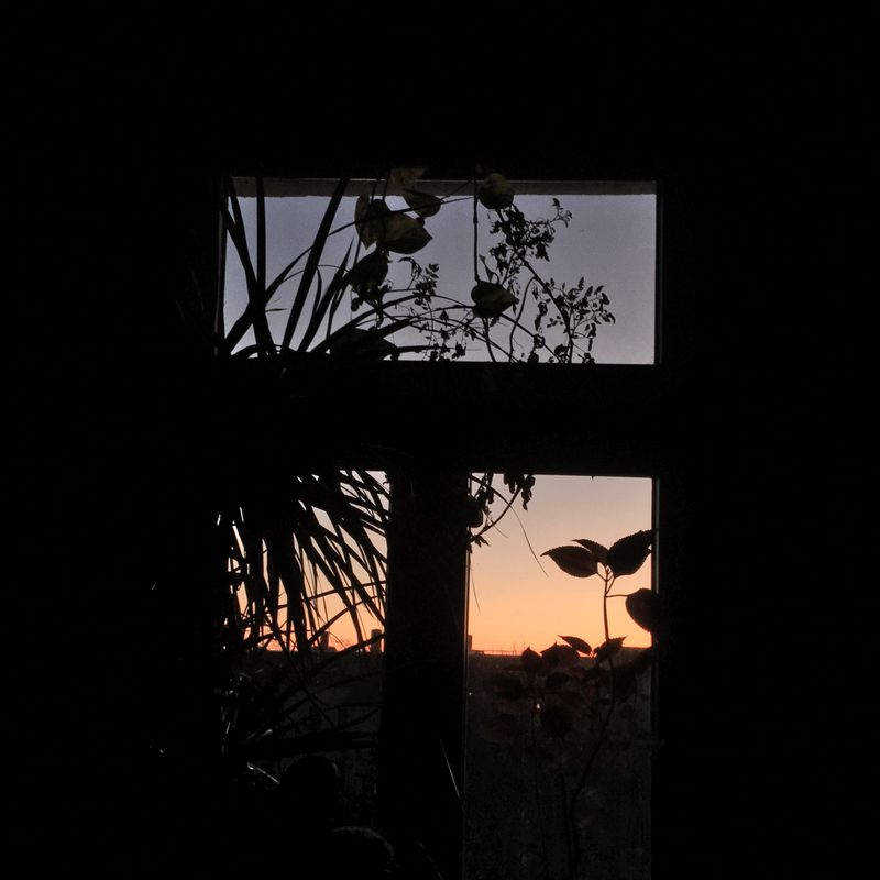 sunrise through a window with plants