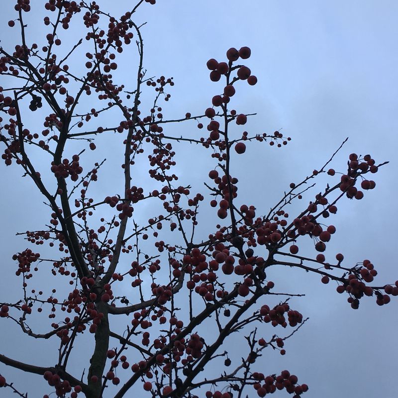 fruit on a tree in front of a cloudy sky