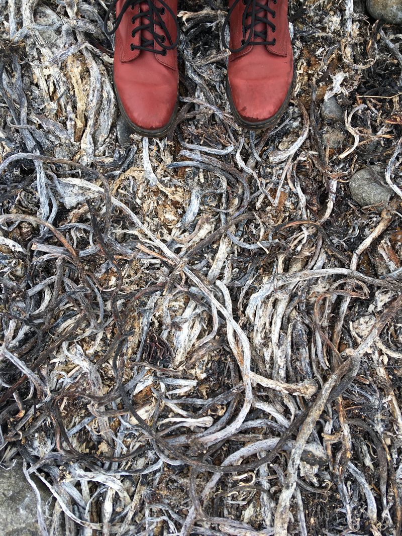 the shoes of someone standing on dead plants