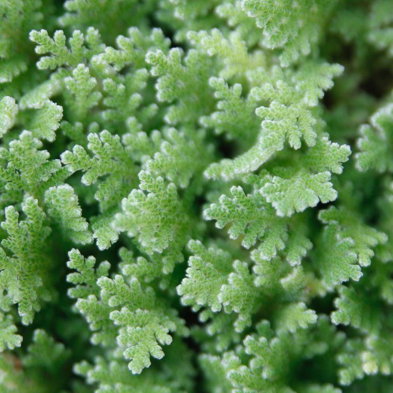 tiny aquatic plants from above
